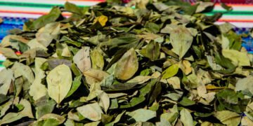 En Bolivia, el precio de la hoja de coca llega a valores récord