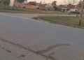 Siguen los caballos sueltos en la ciudad