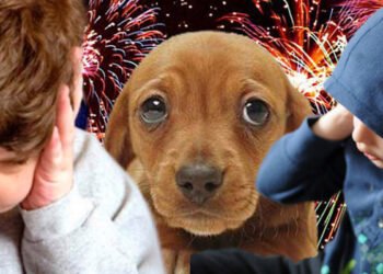 Agosto en Orán con pirotecnia cero