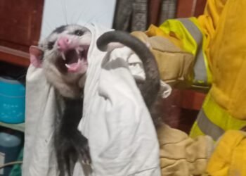 Una comadreja fue liberada en el monte