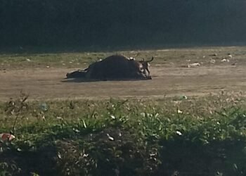 Vecinos piden que levanten un caballo muerto