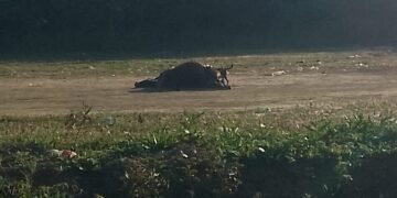 Vecinos piden que levanten un caballo muerto