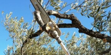 Sigue la poda de árboles en la ciudad