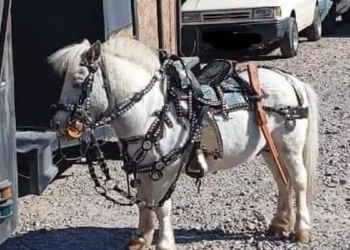 Está prohibida la venta o exhibición de animales