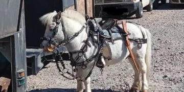 Está prohibida la venta o exhibición de animales