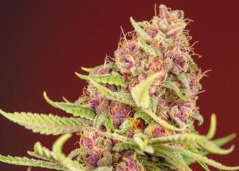 Es ley la creación del Registro Provincial de Cannabis Medicinal