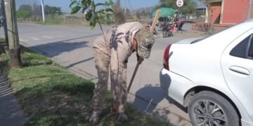 Avanza el proyecto “Arbolado Urbano”