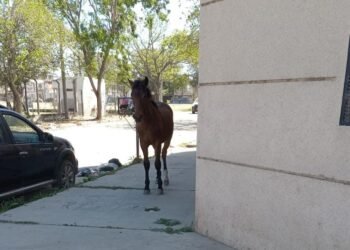 Vecinos reclaman por los caballos sueltos en la vía pública