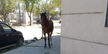 Vecinos reclaman por los caballos sueltos en la vía pública
