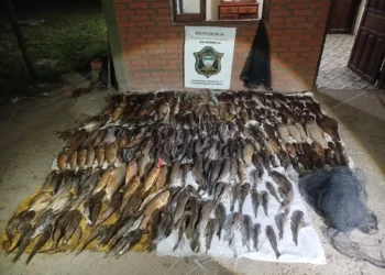 Pesca ilegal: Decomisaron más de 270 ejemplares sin vida en Pichanal