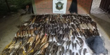 Pesca ilegal: Decomisaron más de 270 ejemplares sin vida en Pichanal