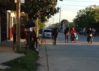 Siguen los caballos sueltos en la ciudad