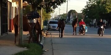 Siguen los caballos sueltos en la ciudad