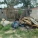 Descacharrado: Se levantaron 136 toneladas