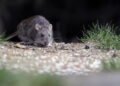 Joven murió de hantavirus y denuncian al Hospital de Yrigoyen por mala atención