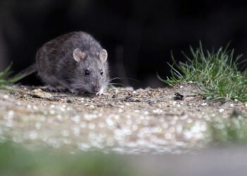 Joven murió de hantavirus y denuncian al Hospital de Yrigoyen por mala atención
