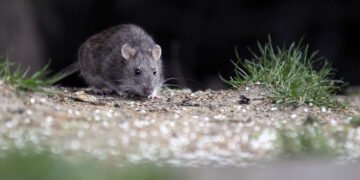 Joven murió de hantavirus y denuncian al Hospital de Yrigoyen por mala atención