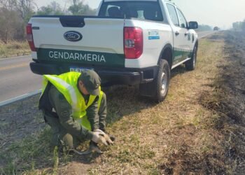 Rescataron una cría de oso melero que huía de los incendios forestales en Orán