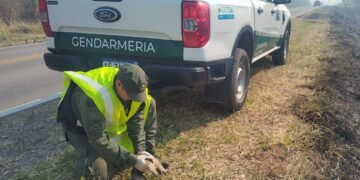 Rescataron una cría de oso melero que huía de los incendios forestales en Orán