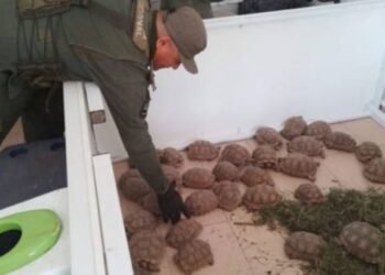 Ocultaban 166 tortugas entre bolsas de cebolla y fueron detenidos en la Ruta 34