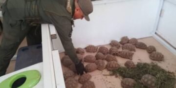 Ocultaban 166 tortugas entre bolsas de cebolla y fueron detenidos en la Ruta 34