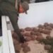 Ocultaban 166 tortugas entre bolsas de cebolla y fueron detenidos en la Ruta 34