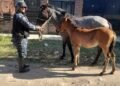 Incautaron caballos sueltos en Orán