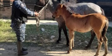 Incautaron caballos sueltos en Orán