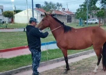 Caballería incautó animales sueltos en la vía pública