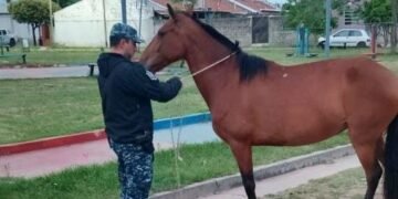 Caballería incautó animales sueltos en la vía pública