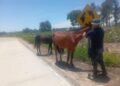 Incautaron dos caballos en la zona de Tabacal