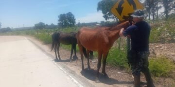 Incautaron dos caballos en la zona de Tabacal