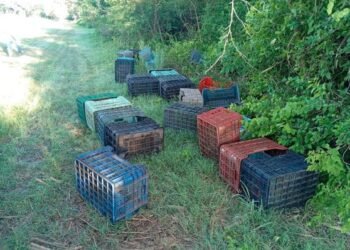 Lo detuvieron por robar 170 jaulas plásticas