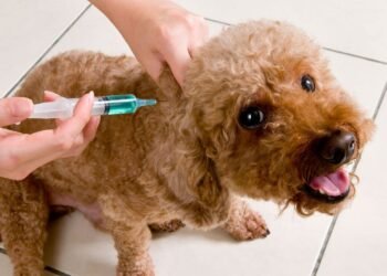 Vacunación antirrábica en el Barrio 20 de Febrero