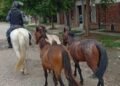 La policía incautó caballos sueltos en la vía pública