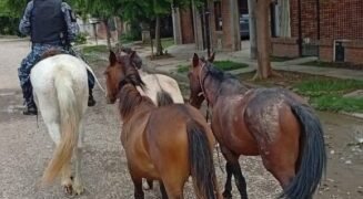 La policía incautó caballos sueltos en la vía pública