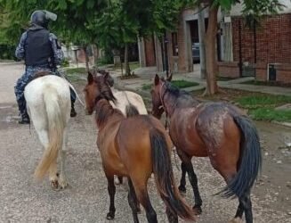 La policía incautó caballos sueltos en la vía pública