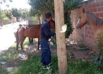 La policía incautó caballos sueltos en la vía pública