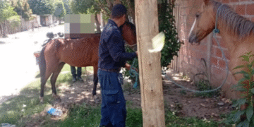 La policía incautó caballos sueltos en la vía pública