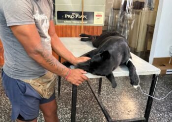 Un perrito fue apuñalado por defender a una mujer que era golpeada