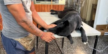 Un perrito fue apuñalado por defender a una mujer que era golpeada