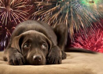 Pirotecnia cero, pensemos en los demás