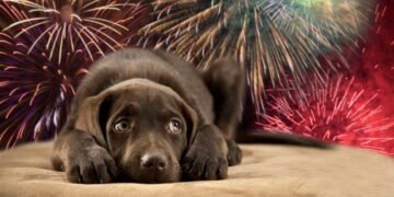 Pirotecnia cero, pensemos en los demás