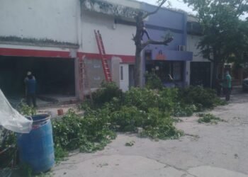 Vecinos denuncian una poda indiscriminada en el centro de Orán