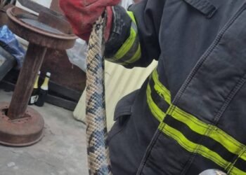 Bomberos retiraron una lampalagua de un domicilio