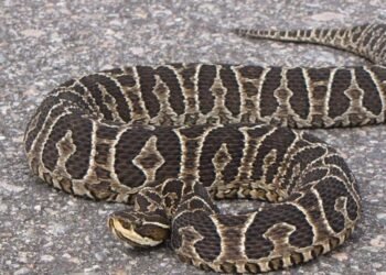 Salta ya registró más de 70 casos de mordeduras de víbora