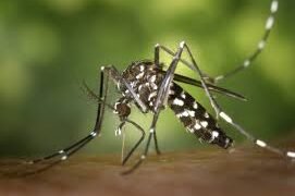 Confirmaron el primer caso de chikungunya de la temporada en Rosario de la Frontera