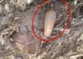 Hallan un artefacto explosivo sísmico en una zona rural de la ciudad de Tartagal