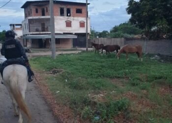 Incautaron caballos sueltos en la vía pública