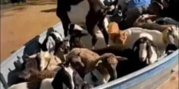 Es desesperante la situación en el Paraje El Totoral debido al desborde del río